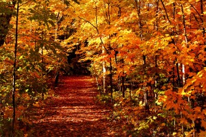 Trail at Bagley Nature Area UMD