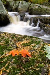 Leaves at Tischer Creek